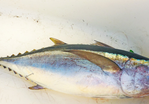 antugua_16 cruising the Caribbean