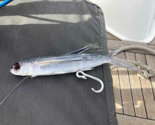 baitfriend 1 baitfriend