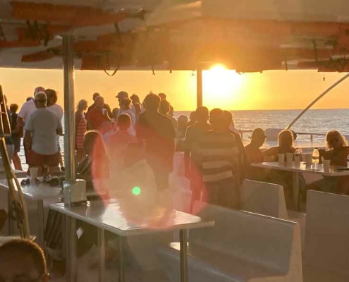 sunset party cat sunset party cat