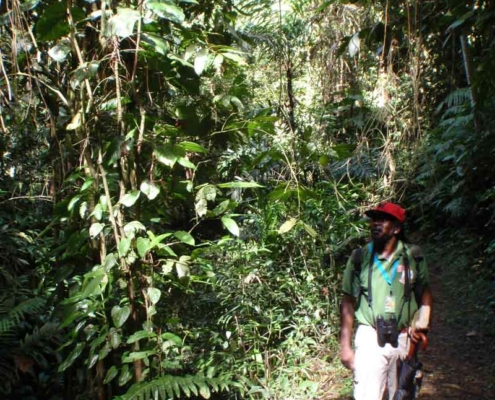 tobago_rainforest_1 tobago_rainforest