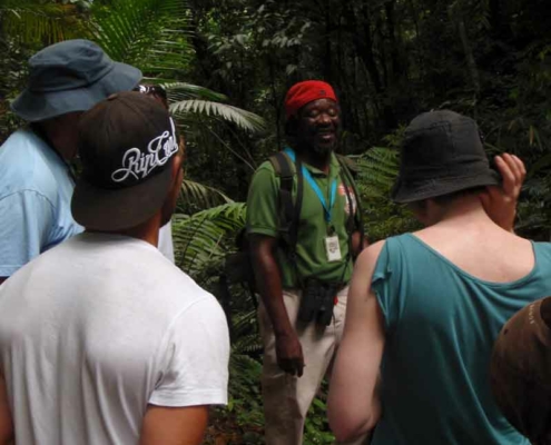 tobago_rainforest_6 tobago_rainforest